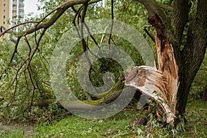 A fallen tree after hurricane