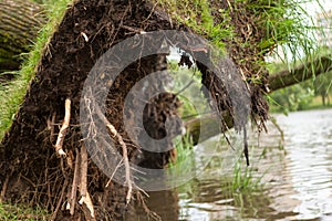 A fallen tree after hurricane