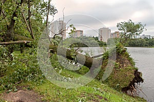 A fallen tree after hurricane