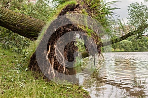 A fallen tree after hurricane