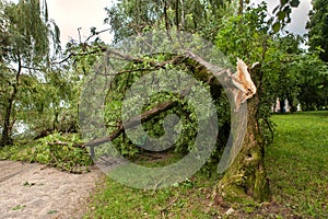 A fallen tree after hurricane
