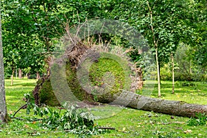 Fallen tree after hurricane