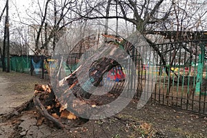 Fallen tree after a hurricane in the courtyard of Moscow. Tree with roots upside down by the wind lies on the curved fence