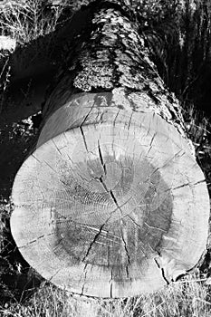 Fallen Tree Infrared 2