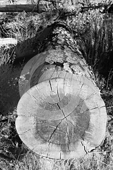 Fallen Tree Infrared