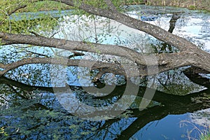 Fallen tree in a lake overgrown with lees