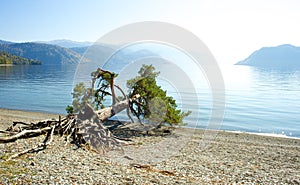 Fallen tree on lake