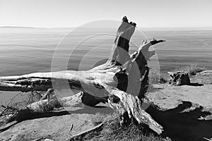 Fallen Tree landscape