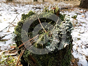 Fallen tree background. Green moss landscape backgrounds. Beautiful winter forest