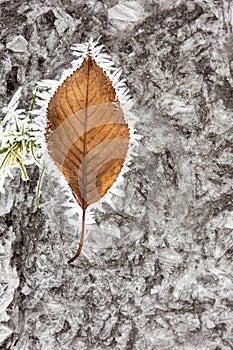 A fallen tree leaf lies on an icy surface. Ice background