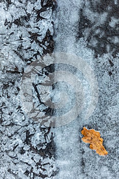 A fallen tree leaf lies on an icy surface. Ice background