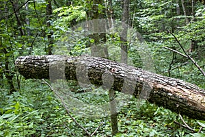 A fallen tree  left in the air in the forest