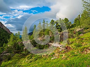 Fallen tree lies on ground in green grass with flowers in slope mountain. Consequences of hurricane. Scenic forest landscape