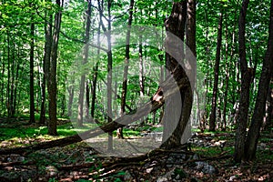 Fallen Tree Limb in a Bright Green Forest