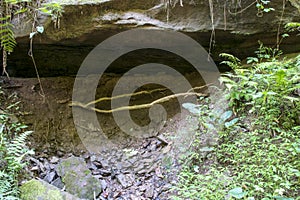 Fallen tree limb at cave opening