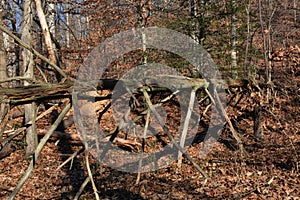 Fallen tree with limbs