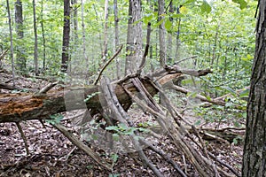 Fallen tree with limbs