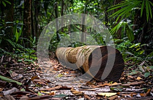 Fallen tree in a lush forest