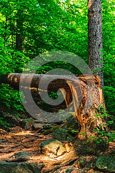 Broken tree lying on the trail