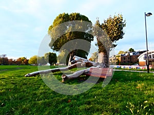 Fallen tree lying beside a park bench