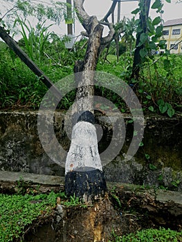 A Fallen Tree Beside the Main Road