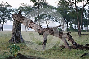 Fallen tree