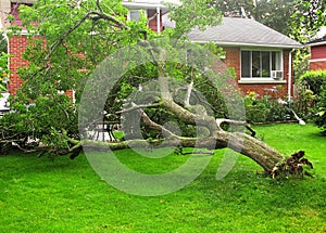 Caído un árbol 