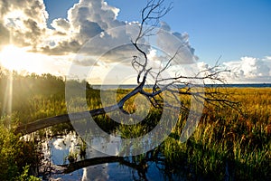 Fallen tree in marsh land of Galveston Bay at sunrise photo