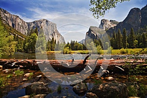 Fallen tree, Merced River, Yosemite Valley