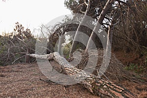 Fallen tree in the middle of the field in front of other trees