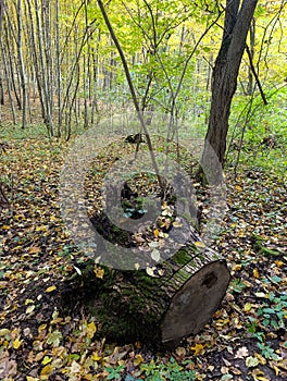 A fallen tree in the middle of a forest filled with leaves