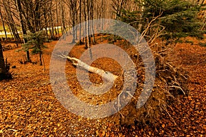 Fallen tree at Monte Cucco fagus forest in autumn