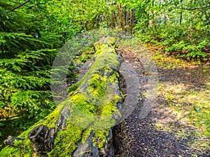 Fallen tree and moss in Chaucer Wood Crowthorne Berkshire