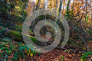 Fallen tree mossed in a colorful autumn forest