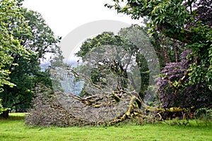 Fallen Tree on the Muckross Estate, Ireland