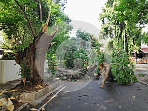 A fallen tree in a neighbourhood because of heavy weather