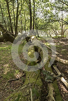 Fallen Tree New Forest Hampshire UK