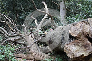 Fallen Tree