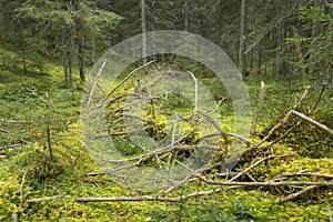 Fallen tree in Nordic forest covered with moss photo