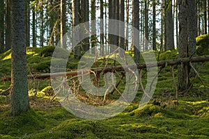 Fallen tree in an old elvish forest in Sweden