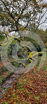 Fallen tree over a Brook in the Devon Countyside,  Devon Uk