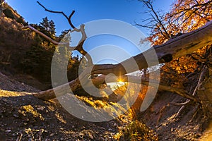 Fallen tree over a canal with lens flare