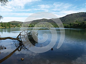 Fallen tree over lake