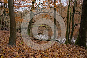 Fallen tree over a lake in Sonian forest in fall