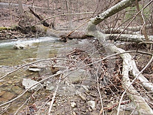 Fallen Tree at Owens Creek