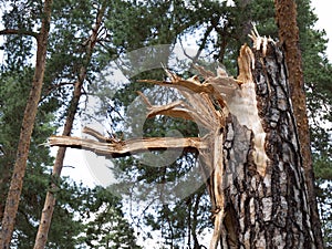 Fallen Tree In The Park After A Storm Hurricane Damage