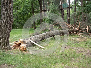 Fallen Tree In The Park After A Storm Hurricane Damage