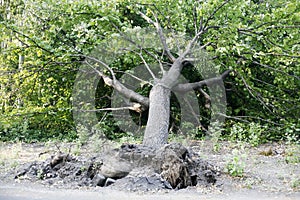 Fallen tree in the park