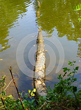 Fallen tree partialy submerged in the river