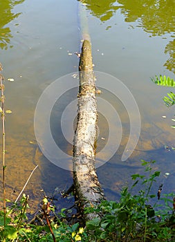 Fallen tree partialy submerged in the shallow water